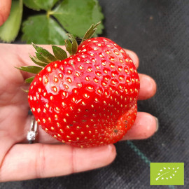 Plant de fraisier Bio Verdi (godet)