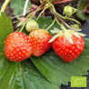 Plant de fraisier Bio Allegro (godet)