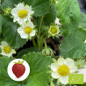 Plant de fraisier Bio Madame Moutot  (godet)
