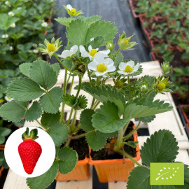 Plant de fraisier Bio Mariguette (godet)