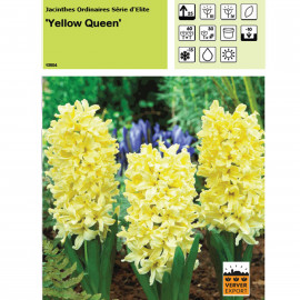 Jacinthe Yellow Queen