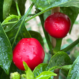 Piment Boule de feu