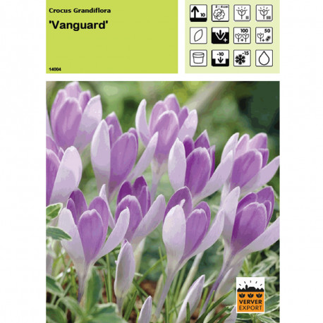 Crocus  Vanguard