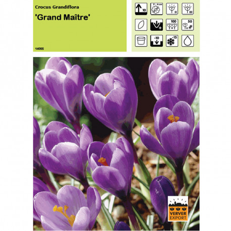 Crocus Grand maitre