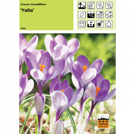 Crocus Yalta