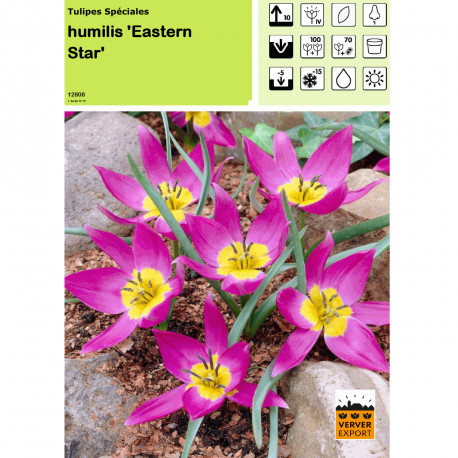 Tulipe Humilis "Eastern Star"