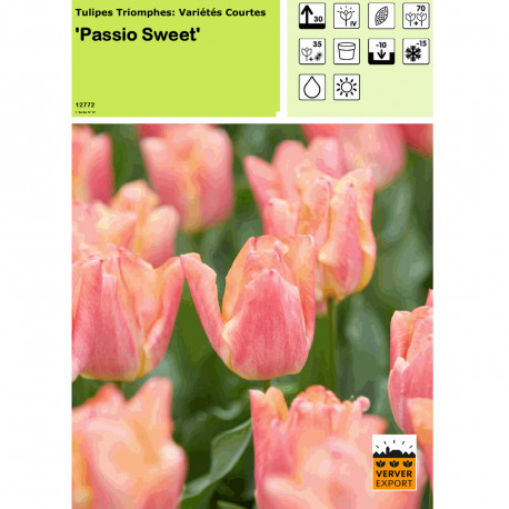 Tulipe Passio Sweet