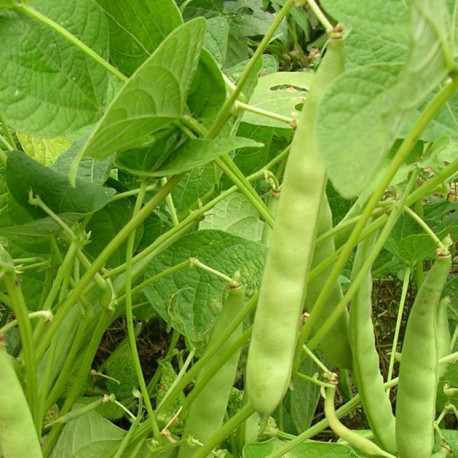 Haricot à rames Princesse du Pévèle - mangetout