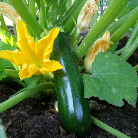 Courgette Verte non coureuse des Maraîchers