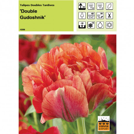 Tulipe Double Gudoshnik