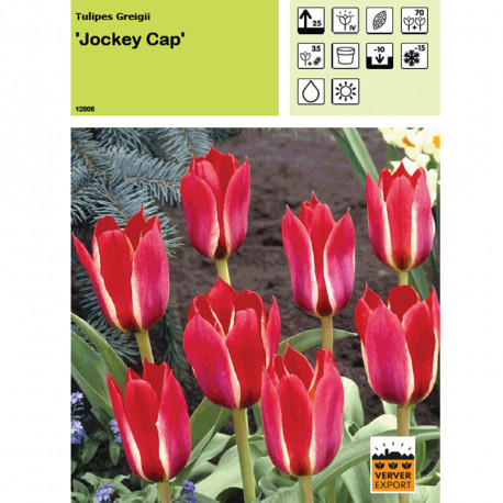 Tulipe Jockey Cap