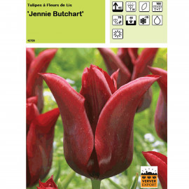 Tulipe Jennie Butchart