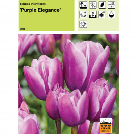 Tulipe Purple elegance