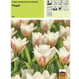 Tulipe Hope