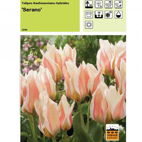 Tulipe Serano