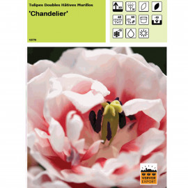 Tulipe Chandelier