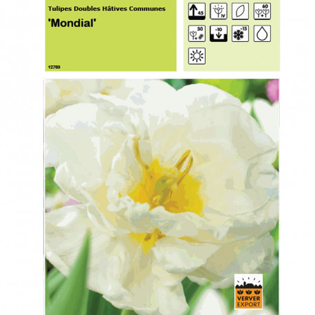 Tulipe Mondial