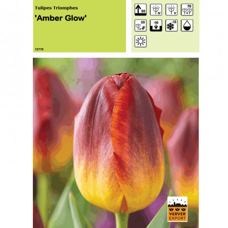 Tulipe Amber Glow