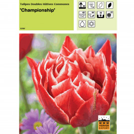 Tulipe Championship