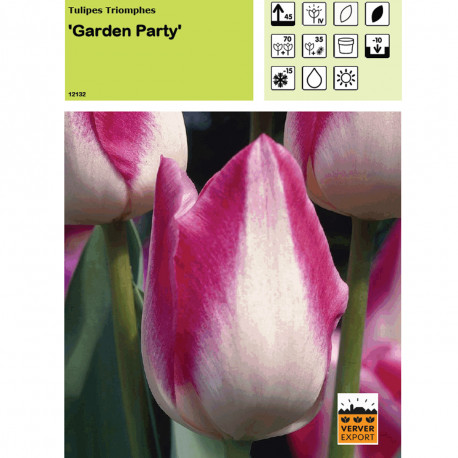 Tulipe Garden Party