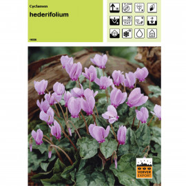 Cyclamen Hederifolium