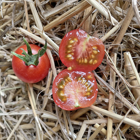 Tomate Baby Boomer F1