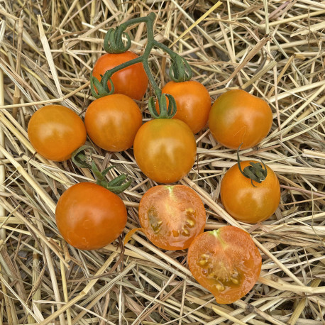 Tomate Honeycomb F1