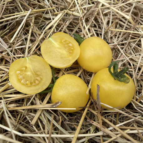 Tomate White Cherry