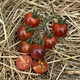 Tomate INDIGO™ Blue Berries