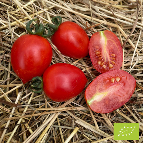 Tomate Cerisette Brin de Muguet Bio