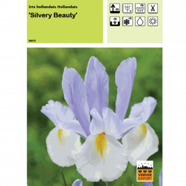 Iris Silvery beauty