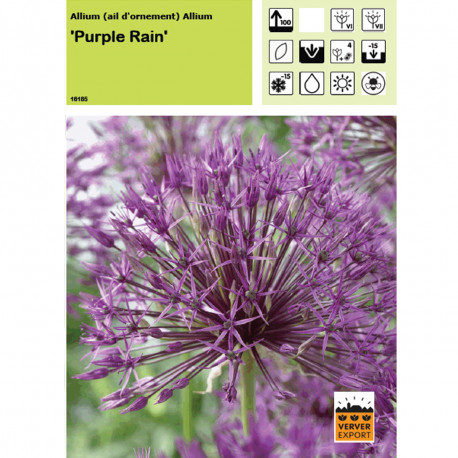 Ail d'ornement Purple rain