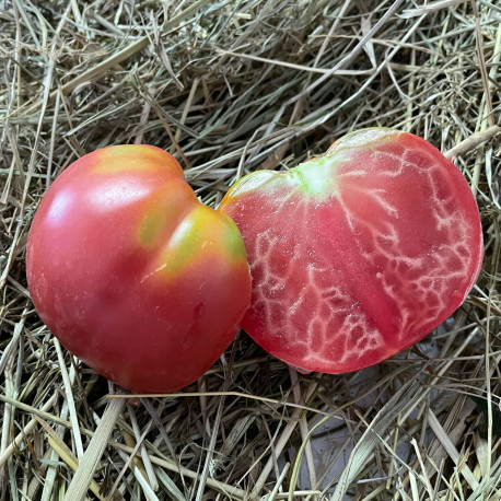 Tomate Big Pink F1