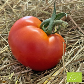 Tomate Joie de la Table Bio