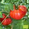 Tomate Marmande VR Bio