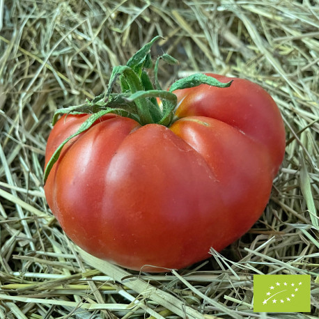 Tomate Marmande VR Bio