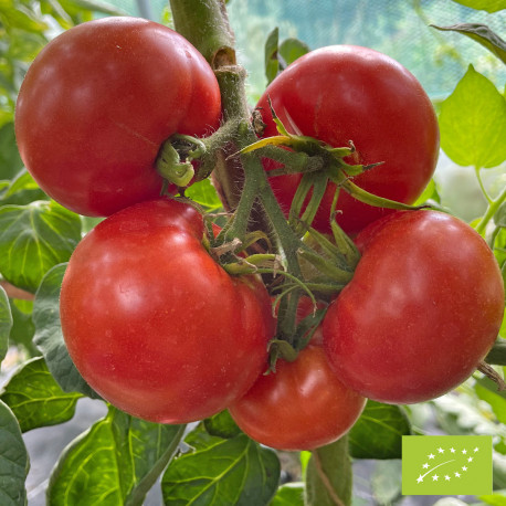 Tomate Merveille des Marchés Bio