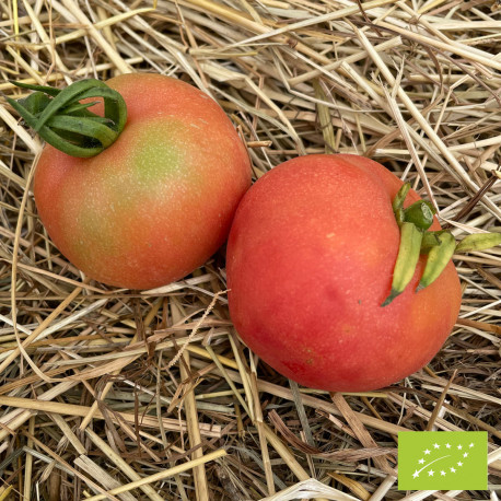 Tomate Pêche rouge Bio