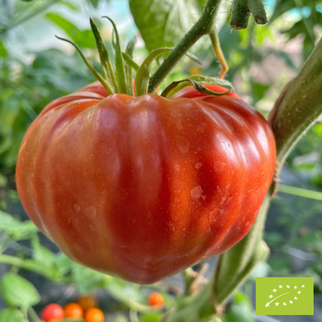 Tomate Sainte Lucie Bio