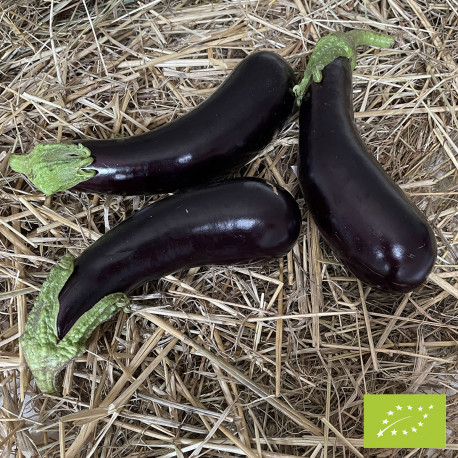 Aubergine de Barbentane Bio