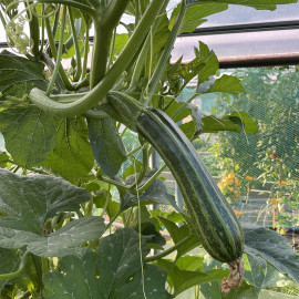 Courgette Striée de Naples - Striato di napoli