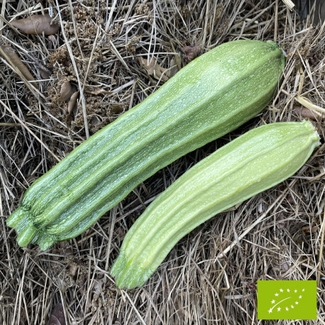 Courgette Costata Romanesco Bio