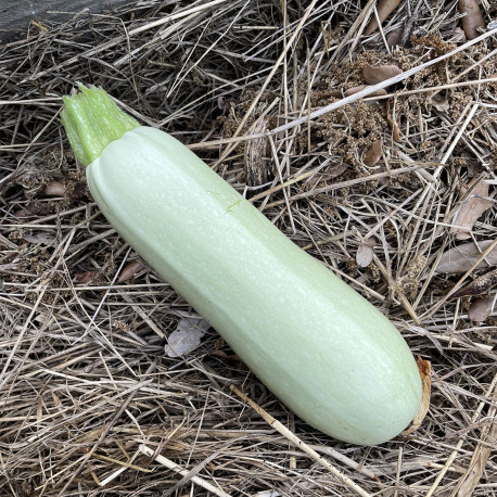 Courgette White Lebanon