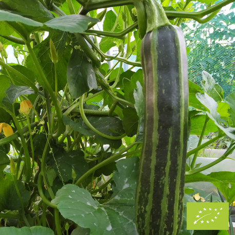 Courgette  Striato d'Italia Bio