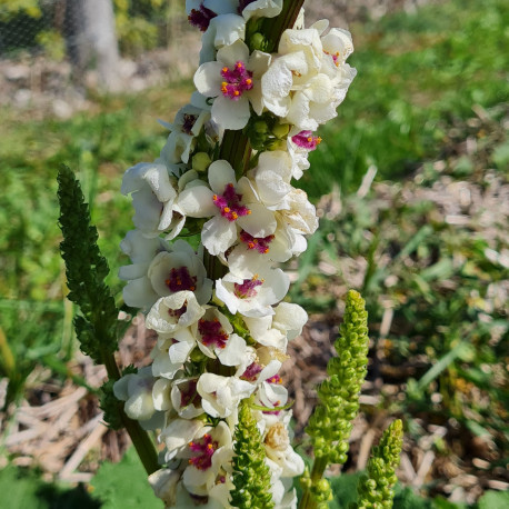 Verbascum (molène) 'Snowy Spires'