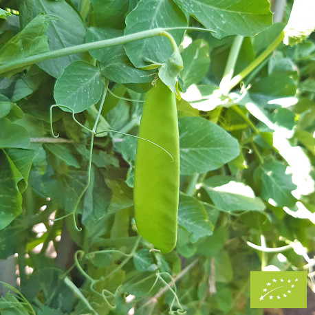 Pois Mangetout Géant Suisse Bio