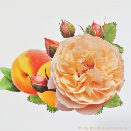 Rosier Eveline Wild™ - Saveur abricot