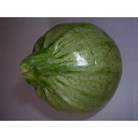 Courgette ronde de Nice