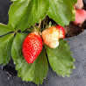 Plant de fraisier Favori (racines nues)