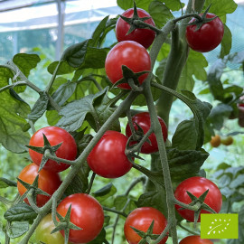 Tomate Délices du jardinier Bio (Gardener's delight)